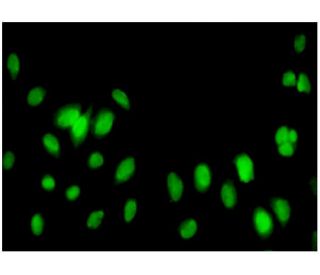 FBL10 Antibody (5G1) - Immunofluorescence - Image 346152 