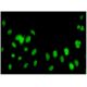 FBL10 Antibody (5G1) - Immunofluorescence - Image 346152 