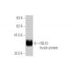 FBL10 Antibody (5G1) - Western Blotting - Image 350311