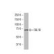 FBL18 Antibody (LL-3) - Western Blotting - Image 34112 