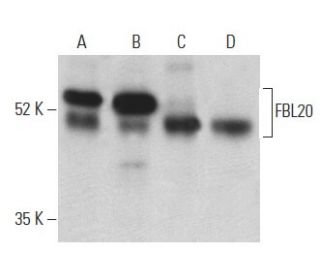 FBL20 Antibody (D-4) - Western Blotting - Image 399163 