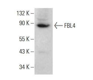 FBL4 Antibody (A-7) - Western Blotting - Image 376558 