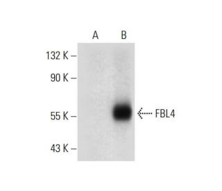 FBL4 Antibody (D-9) - Western Blotting - Image 297999Each CRISPR/Cas9 Knockout (KO) Plasmid product consists of a pool of 3 plasmids designed to ensure identification and cleavage of a specific gene for maximum knockout efficiency. Each plasmid encodes a unique 20 nt sequence derived from the GeCKO (v2) library.