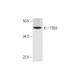 FBL8 Antibody (D-1) - Western Blotting - Image 294479