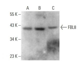 FBL8 Antibody (D-1) - Western Blotting - Image 377013 