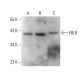 FBL8 Antibody (D-1) - Western Blotting - Image 377013 