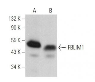 FBLIM1 Antibody (G-7) - Western Blotting - Image 371495 