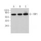 FBP1 Antibody (A-4) - Western Blotting - Image 361816