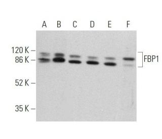 FBP1 Antibody (G-8) - Western Blotting - Image 359688SAM Transcription Activation: SAM system utilizing dCas9-VP64, MS2-P65-HSF1, and sgRNA for precise gene transcription activation.