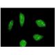 FBP2 Antibody (4C10) - Immunofluorescence - Image 351760 