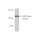 FBP2 Antibody (4C10) - Western Blotting - Image 348969