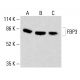 Anticorpo FBP3 (E-8): sc-398466. Analisi Western blot dell'espressione di FBP3 in lisati cellulari totali di HeLa (A), K-562 (B) e HCT-116 (C). Reagente di rilevamento utilizzato: m-IgG Fc BP-HRP: sc-525409. FBP3 Antibody (E-8) - Western Blotting - Image 415466