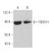 FBXO11 Antibody (E-9) - Western Blotting - Image 359256