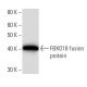FBXO18 Antibody (2353C1a) - Western Blotting - Image 16938