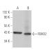 FBXO2 Antibody (A-12) - Western Blotting - Image 366315