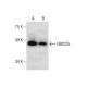 FBXO25 Antibody (G-5) - Western Blotting - Image 286910 