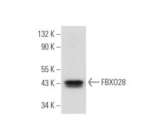 FBXO28 Antibody (C-8) - Western Blotting - Image 319615 