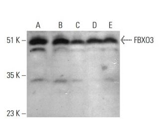 FBXO3 Antibody (C-7) - Western Blotting - Image 386145 