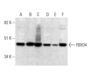 FBXO4 Antibody (D-9) - Western Blotting - Image 294720 