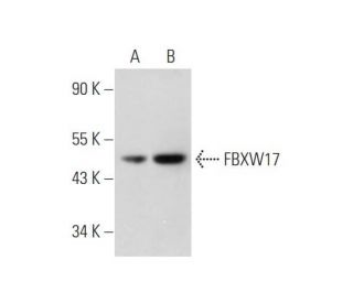 FBXW17 Antibody (E-3) - Western Blotting - Image 345903