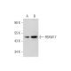 FBXW17 Antibody (E-3) - Western Blotting - Image 345903