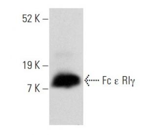 Fc &epsilon; RI&gamma; Antibody (F-1) - Western Blotting - Image 358062 