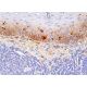 Fc ε RIα Antibody (1F2A9) - Immunohistochemistry - Image 384185 