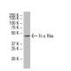 Fc ε RIα Antibody (X-22) - Western Blotting - Image 33654