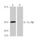 Fc ε RIβ Antibody (5-RE9) - Western Blotting - Image 64939