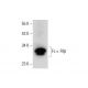 Fc ε RIβ Antibody (F-1) - Western Blotting - Image 309697 