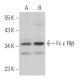Fc ε RIβ Antibody (H-5) - Western Blotting - Image 364241