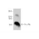 Fc ε RIγ Antibody (H-5) - Western Blotting - Image 304923 
