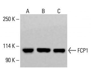 FCP1 Antibody (3G4) - Western Blotting - Image 414179 