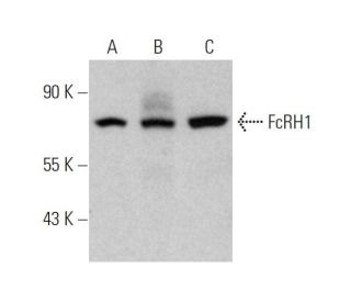 FcRH1 Antibody (E-8) - Western Blotting - Image 346631 