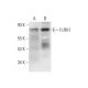FcRH1 Antibody (H-5) - Western Blotting - Image 372485 