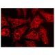 FcRH3 Antibody (A-12) - Immunofluorescence - Image 142945