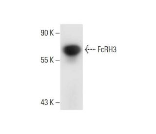FcRH3 Antibody (A-12) - Western Blotting - Image 72417 