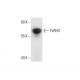 FcRH3 Antibody (A-12) - Western Blotting - Image 72417 