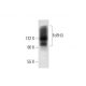 FcRH3 Antibody (F-9) - Western Blotting - Image 144564