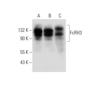 FcRH3 Antibody (F-9) - Western Blotting - Image 319618 