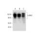 FcRH3 Antibody (F-9) - Western Blotting - Image 319618 