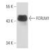 FCRLM1 Antibody (N28.1) - Western Blotting - Image 15838