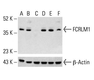 FCRLM1 Antibody (N28.1) - Western Blotting - Image 412594 
