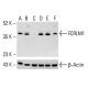 FCRLM1 Antibody (N28.1) - Western Blotting - Image 412594 