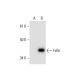 FcRn Antibody (A-6) - Western Blotting - Image 292031