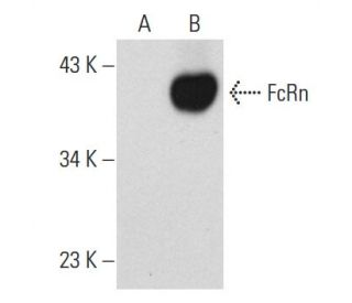 FcRn Antibody (H-4) - Western Blotting - Image 73050