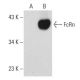 FcRn Antibody (H-4) - Western Blotting - Image 73050