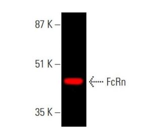 FcRn Antibody (B-8) - Western Blotting - Image 377773