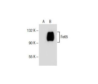 Fe65 Antibody (D-11) - Western Blotting - Image 154911 