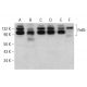 Fe65 Antibody (F-6) - Western Blotting - Image 379917 